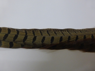 Pheasant Tail Natural  50-55 cm